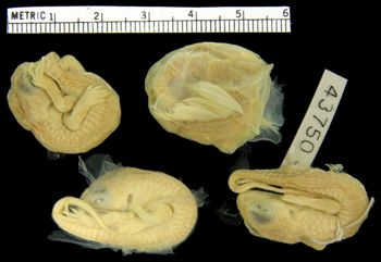 Media type: image;   Herpetology R-43750